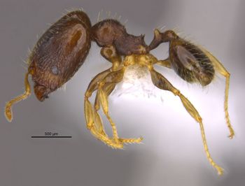 Media type: image;   Entomology 36163 Aspect: habitus lateral view
